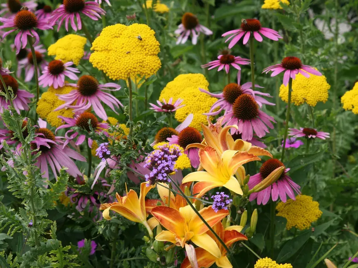 Bunte Blütenpracht im Juli: Purpur-Sonnenhut, gelbe Schafgarbe und Taglilien. Perfekt, welche Blumen im Juli pflanzen!