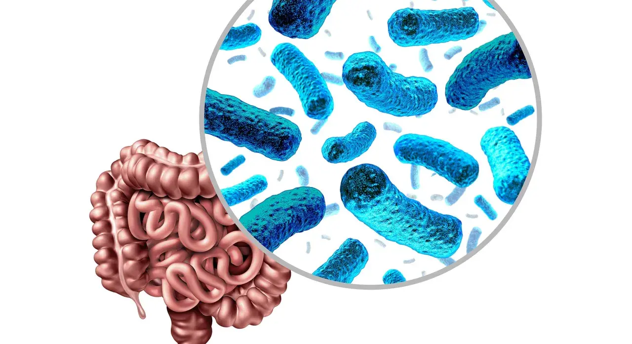 El intestino y su microbiota, bacterias esenciales para la salud.