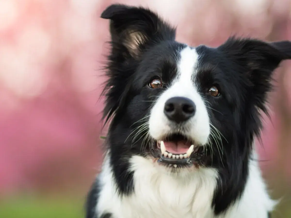 Border Collie sonriente, ideal para nombres como "Rayo" o "Luna".