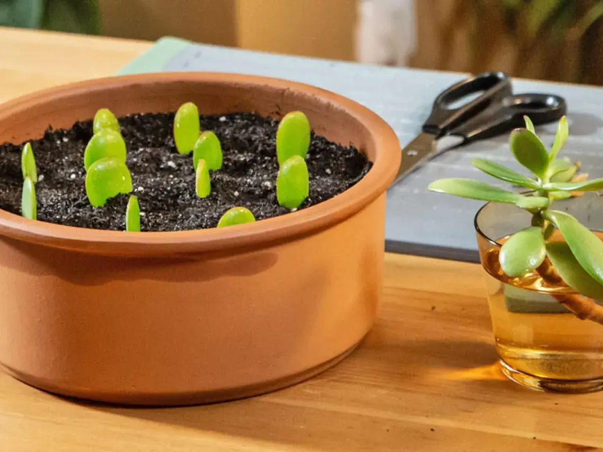 Kleine Ableger des Geldbaums sprießen in Erde. Daneben ein Glas mit Wasser, bereit, um den Geldbaum zu vermehren.