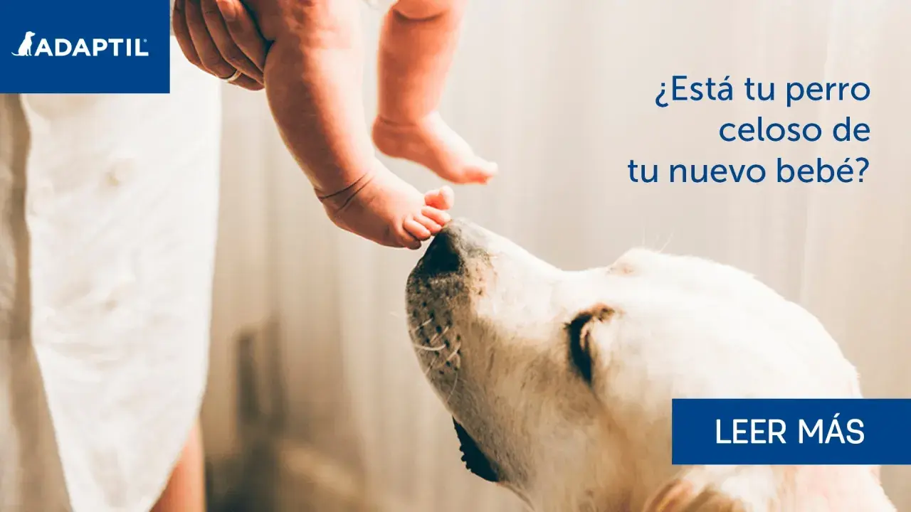 Un perro mira con curiosidad los pies de un bebé. ¿Está tu perro celoso de tu nuevo bebé?
