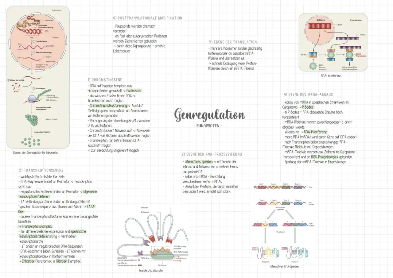 Genregulation bei Eukaryoten: Von der Chromatin- bis zur Translationsebene, inklusive RNA-Prozessierung und Abbau.