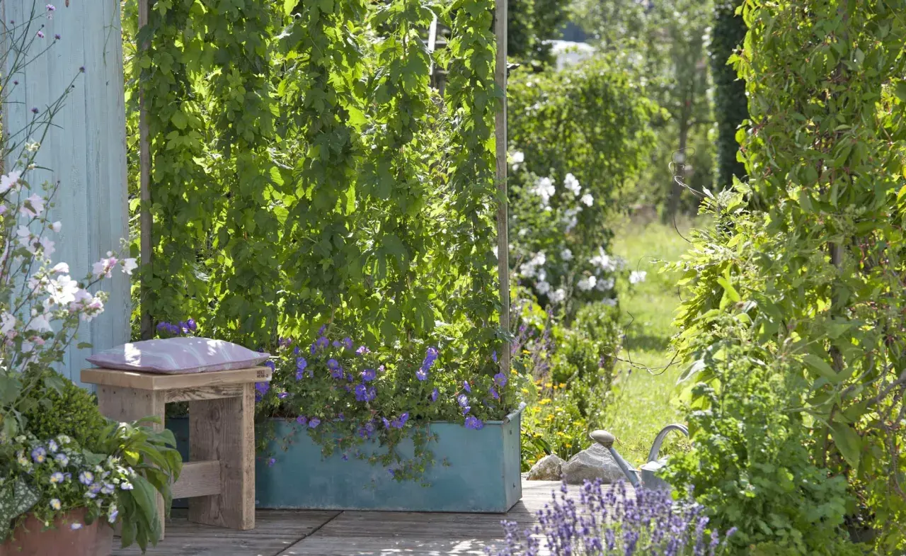 Grüne Rankpflanzen als Sichtschutz im Garten. Tolle bepflanzen sichtschutz garten ideen mit blühenden Geranien.