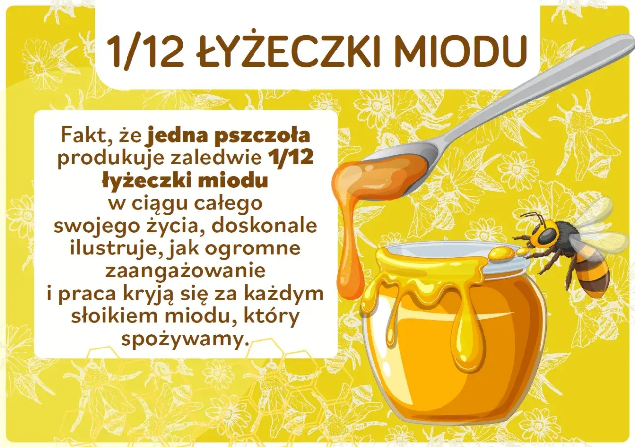 Ciekawostki o pszczołach: jedna pszczoła produkuje tylko 1/12 łyżeczki miodu w ciągu życia. To pokazuje ogrom pracy pszczół!
