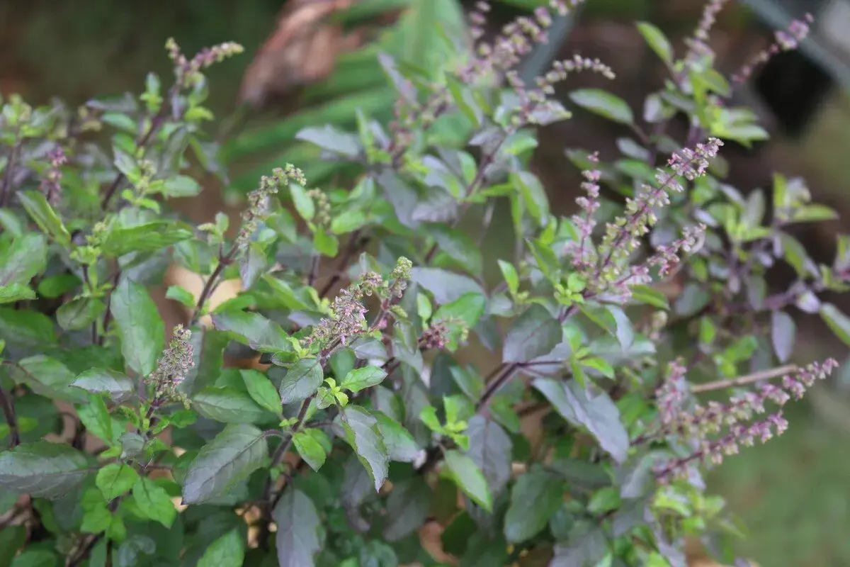 Un primo piano di una rigogliosa tulsi pianta con foglie verdi e viola e piccoli fiori viola.