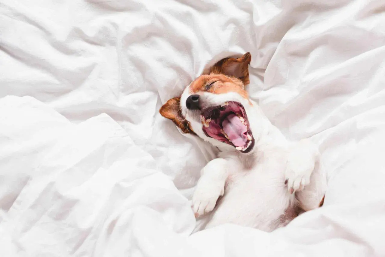 A Jack Russell terrier yawns widely on a white duvet. Why do dogs yawn? It's not just tiredness; it can signal stress or a need for calm.