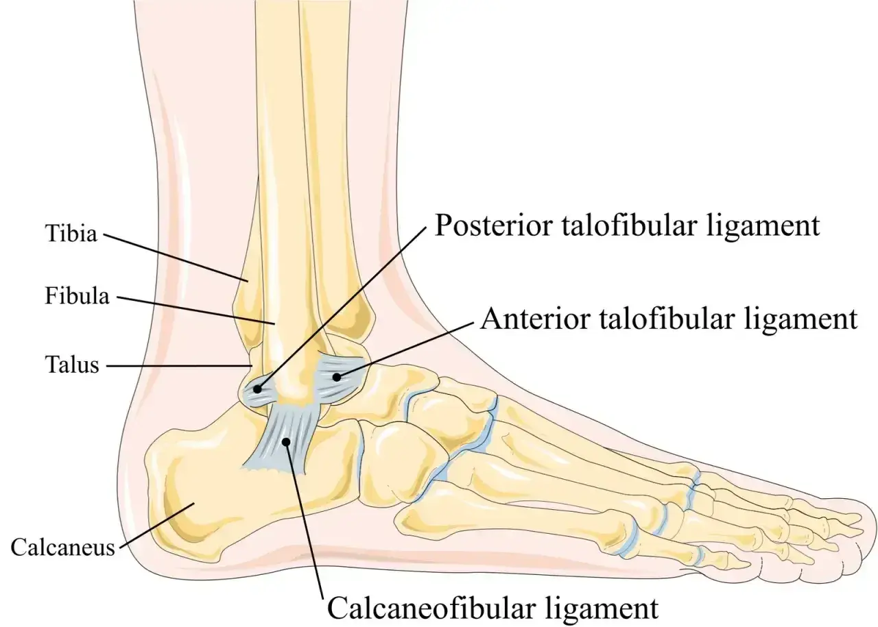 Anatomia stawu skokowego: tibia, fibula, talus, calcaneus i więzadła: anterior talofibular, posterior talofibular, calcaneofibular poniżej stawu skokowego.