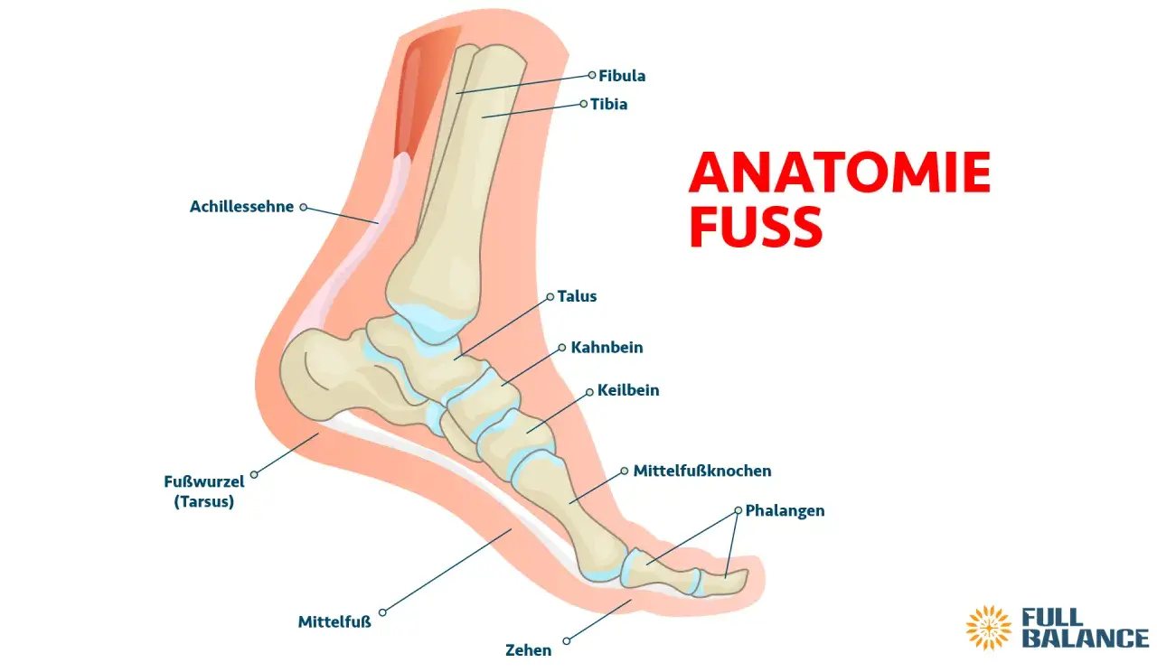 Anatomie des Fußes: Darstellung der Knochen des Tarsus, Mittelfußes und der Zehen, inklusive Tibia, Fibula und Achillessehne.