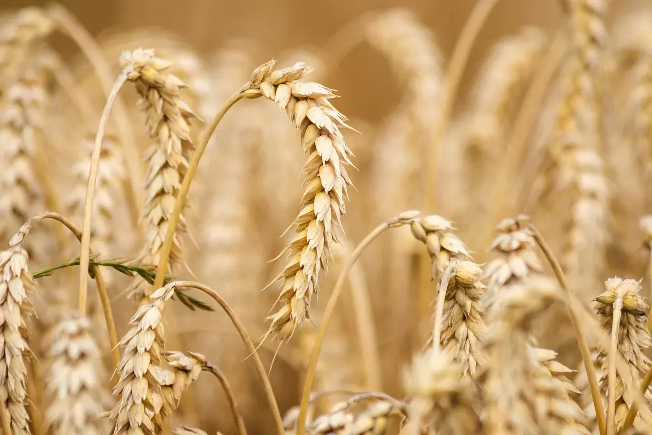 Épis de blé dorés, certains courbés, prêts pour la récolte. L'ergot du blé, une menace pour les moissons, est absent de ce champ sain.