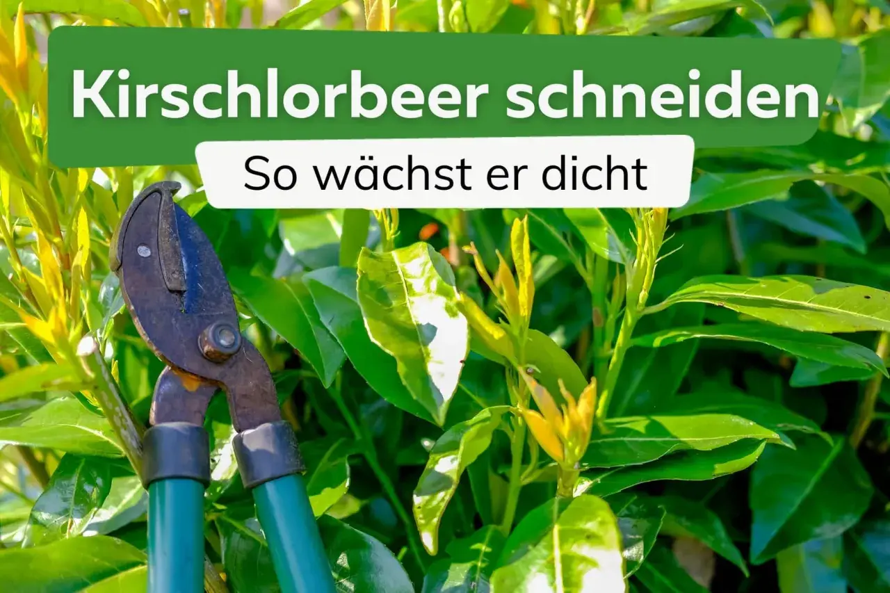 Gartenschere im Einsatz für das Kirschlorbeer schneiden. So wächst er dicht und üppig.