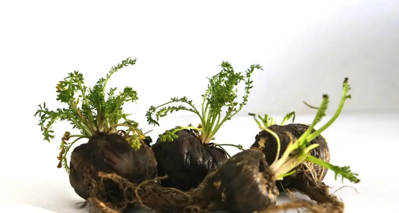 Tre radici di maca nera con germogli verdi. Informati sulle maca nera controindicazioni prima dell'uso.