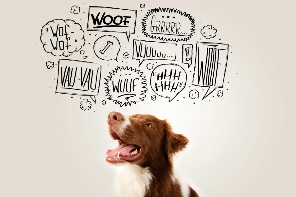 Ein braun-weißer Hund schaut nach oben, während Sprechblasen mit "Wuff", "Grrr" und "Vau-Vau" zeigen, wie bellt ein hund.