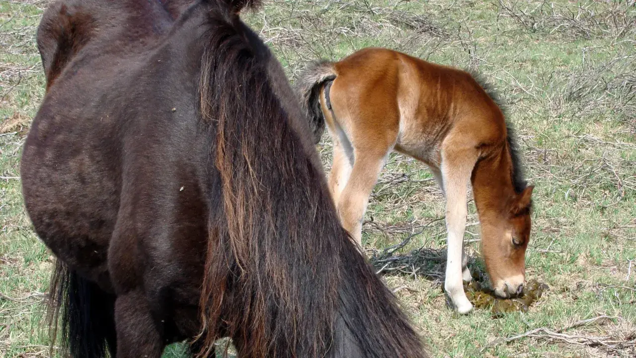 Un poulain brun, un cheval qui tousse en mangeant, se penche sur de l'herbe verte. Une jument noire est à gauche.