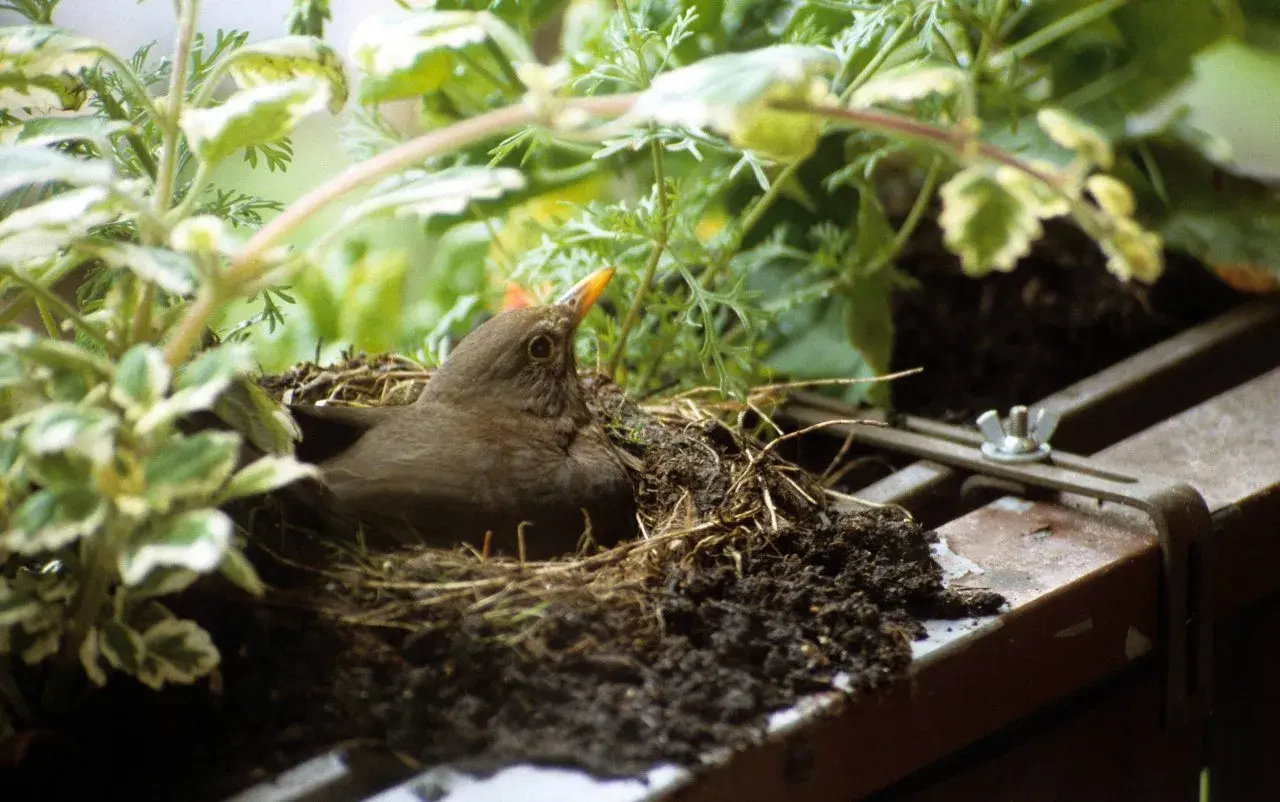 Ein Amsel-Männchen bewacht sein fitis nest, versteckt zwischen grünen Pflanzen.