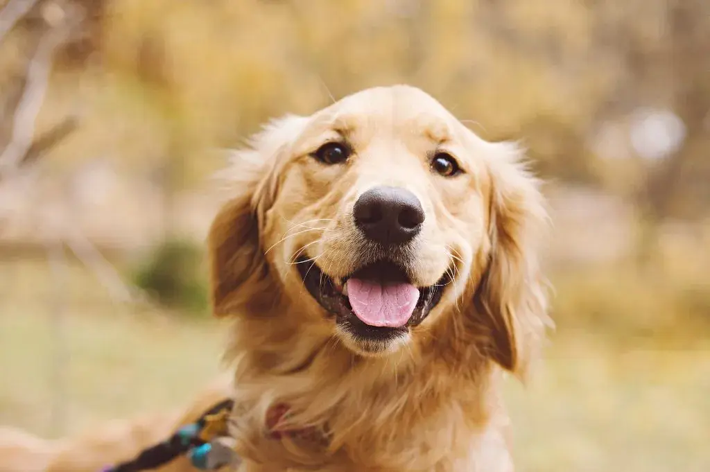 Dla kogo golden retriever? Idealny pies dla aktywnych rodzin i singli