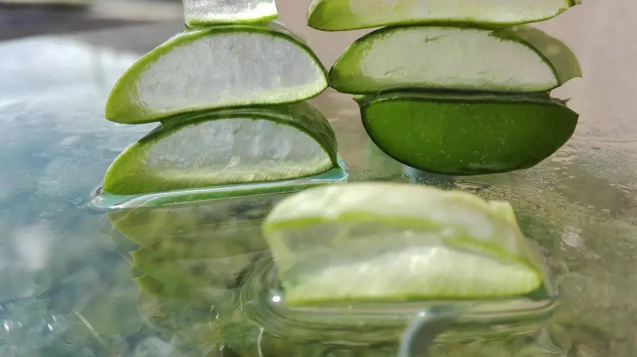 Plasterki aloesu, symbol naturalnej biostyminy, odbijają się w wodzie. Ich soczysta zieleń i biały miąższ zapowiadają odżywczą moc.