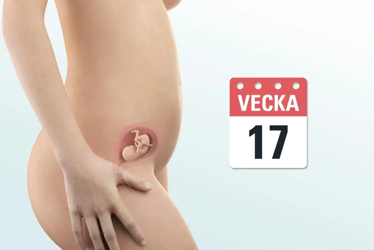 Gravid vecka 17. En illustration visar en gravid mage med en bebis i livmodern. En kalender visar "Vecka 17".