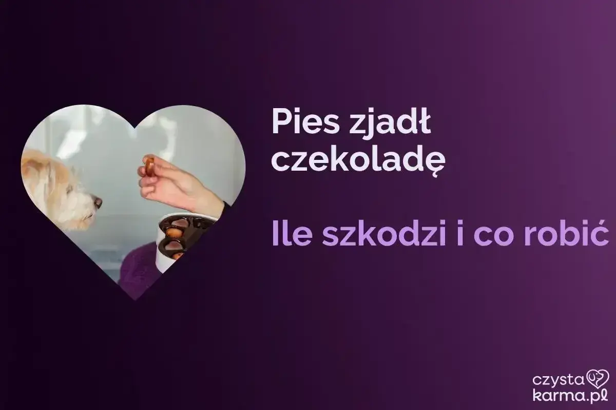 Pies zjadł czekoladę. Czy pies może jeść czekoladę? Dowiedz się, ile szkodzi i co robić.