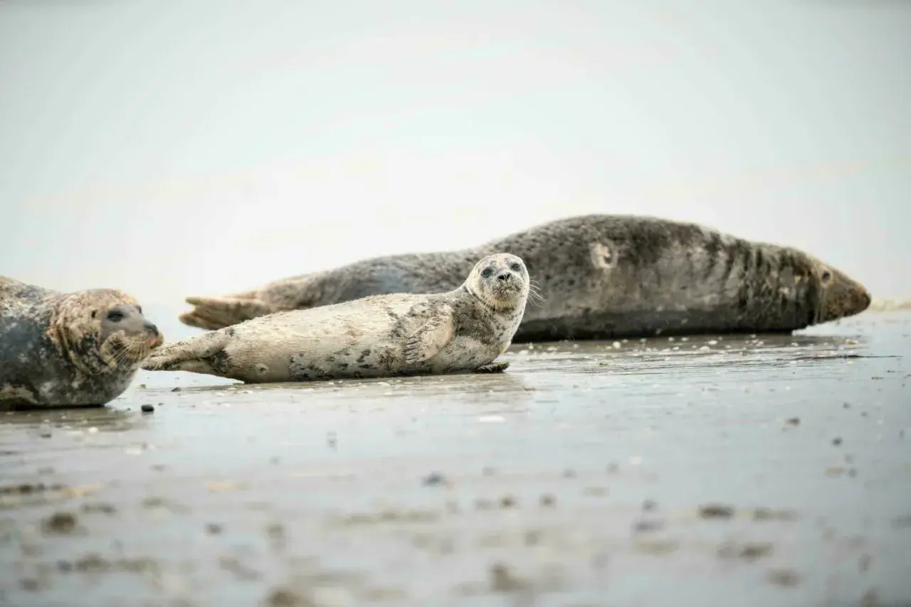 Trois phoques se prélassent sur le sable mouillé, un spectacle typique des lieux insolites de la Baie de Somme.