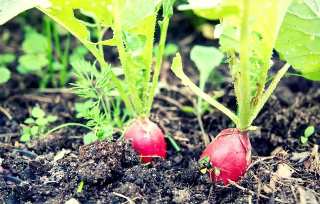 Ravanelli ortaggi rossi e tondi spuntano dalla terra fertile, pronti per essere raccolti.