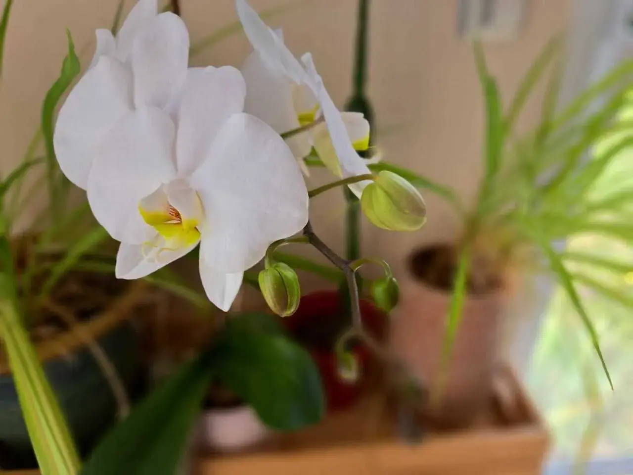 Une orchidée blanche aux pétales délicats, avec des boutons prometteurs, témoigne de la patience nécessaire pour faire refleurir une orchidée.