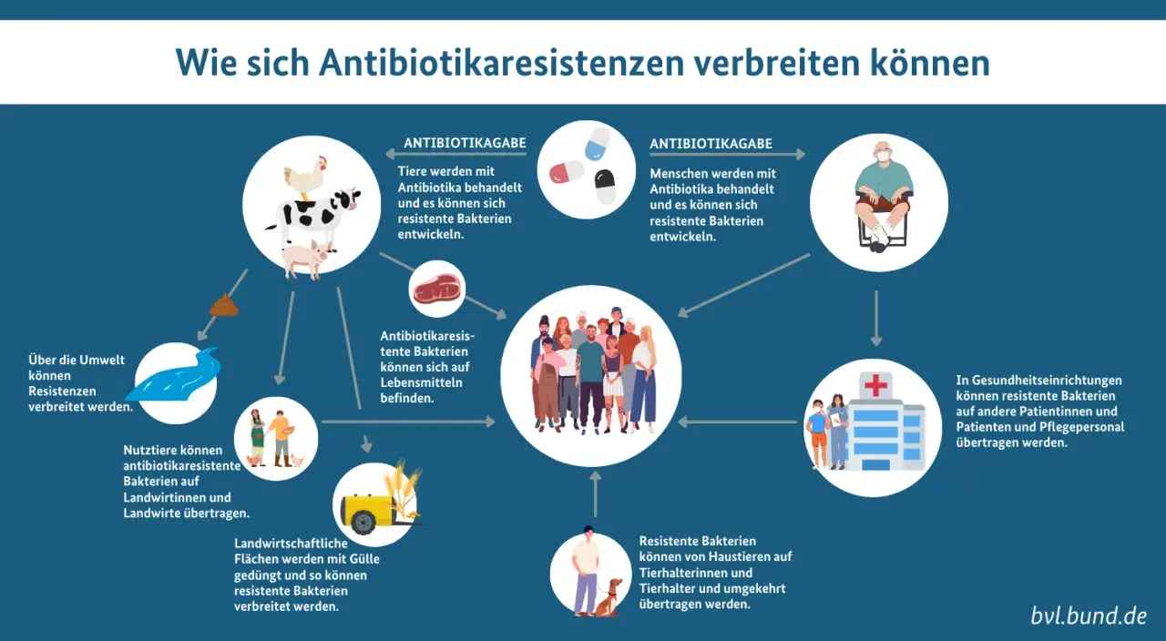 Schema zeigt, wie sich antibiotikaresistente Bakterien verbreiten. Eine bakterielle Infektion kann ansteckend sein und sich über Tiere, Menschen, Lebensmittel und die Umwelt ausbreiten.