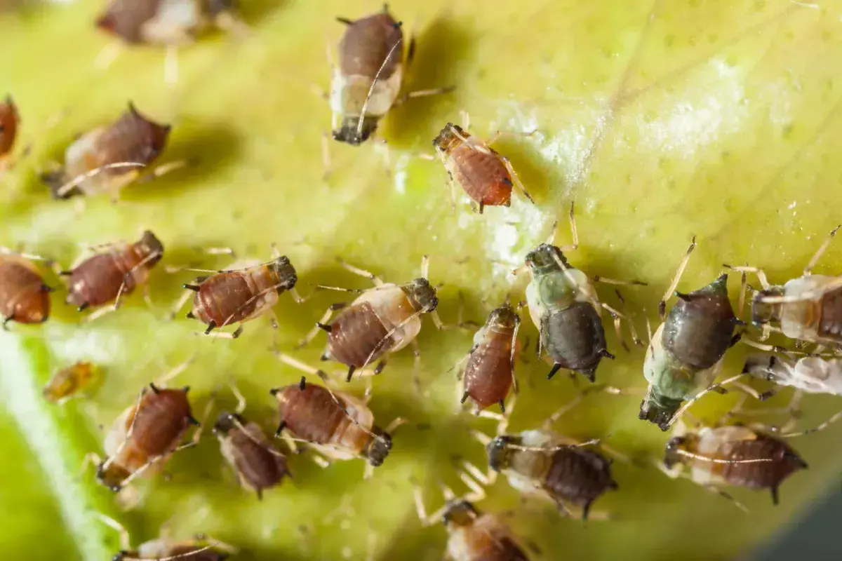 Kolonia mszyc, przypominających maleńkie, brązowe i zielone stworzonka, żeruje na zielonym liściu. To naturalny wróg roślin, ale też pożywienie dla biedronek i innych pożytecznych owadów, które mogą pomóc w walce z nimi, podobnie jak bioczos.