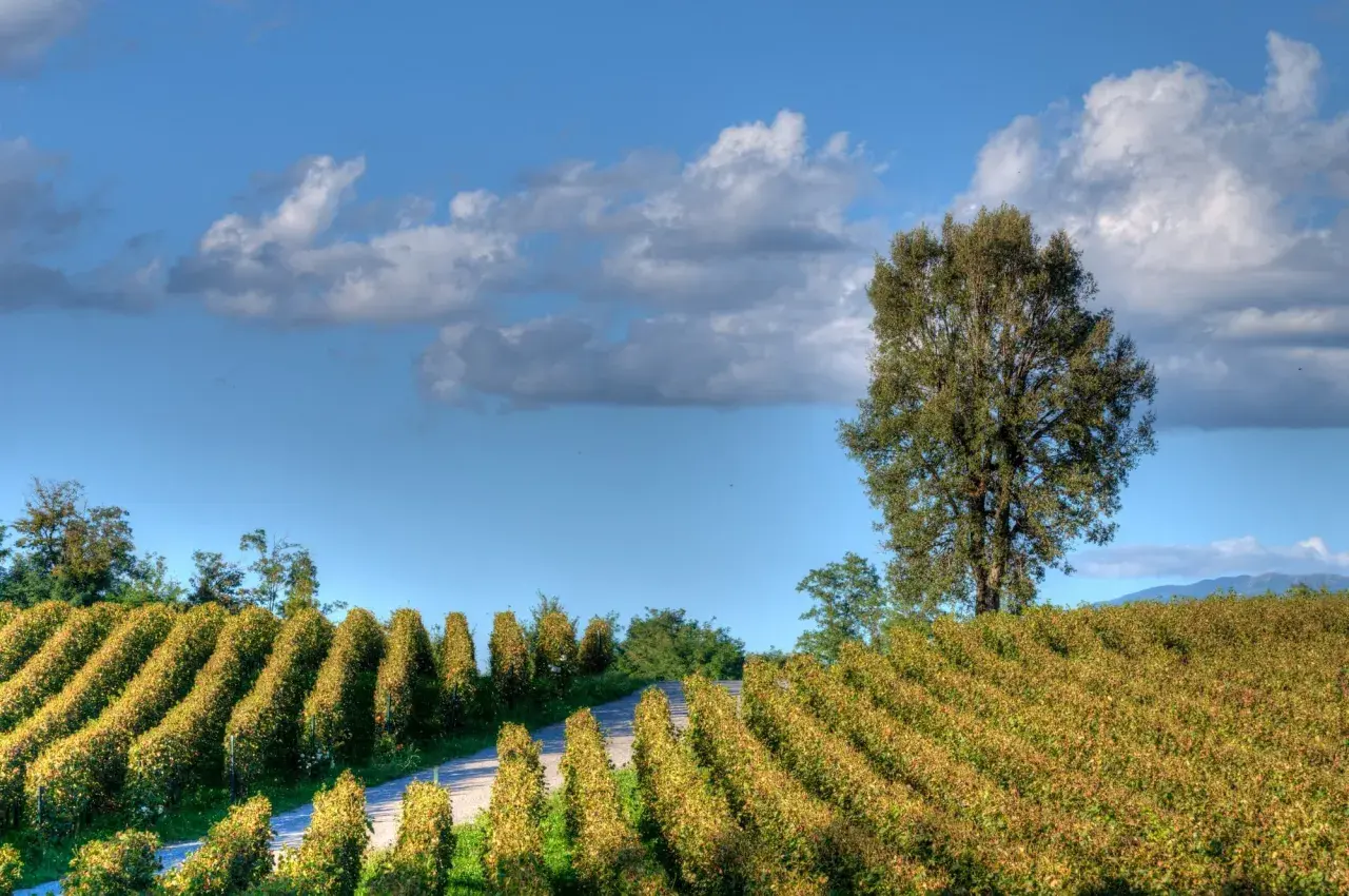 Reihen von Weinreben im Herbstlicht, die auf einen Weg zulaufen. Ein großer Baum steht am rechten Bildrand. Typische Landschaft für lombardei wein.