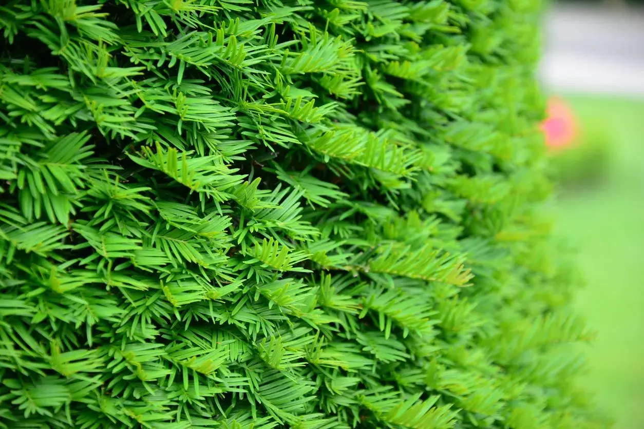 Dichtes, grünes Laub einer langsam wachsenden Hecke. Die feinen Nadeln bilden eine üppige Textur, die an einen ruhigen Garten erinnert.