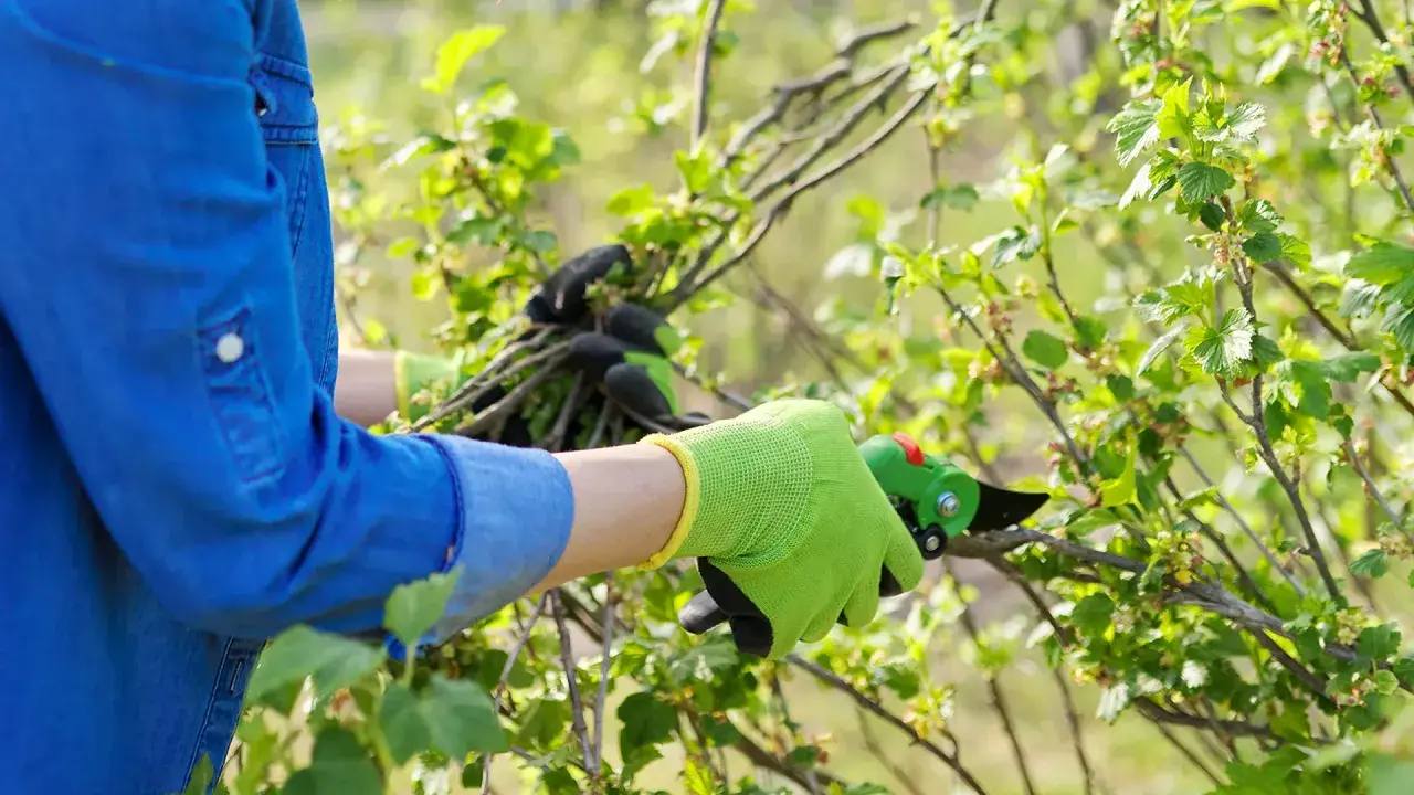 Person mit blauen Hemd und grünen Handschuhen schneidet mit einer Gartenschere Äste eines Johannisbeerstrauchs.