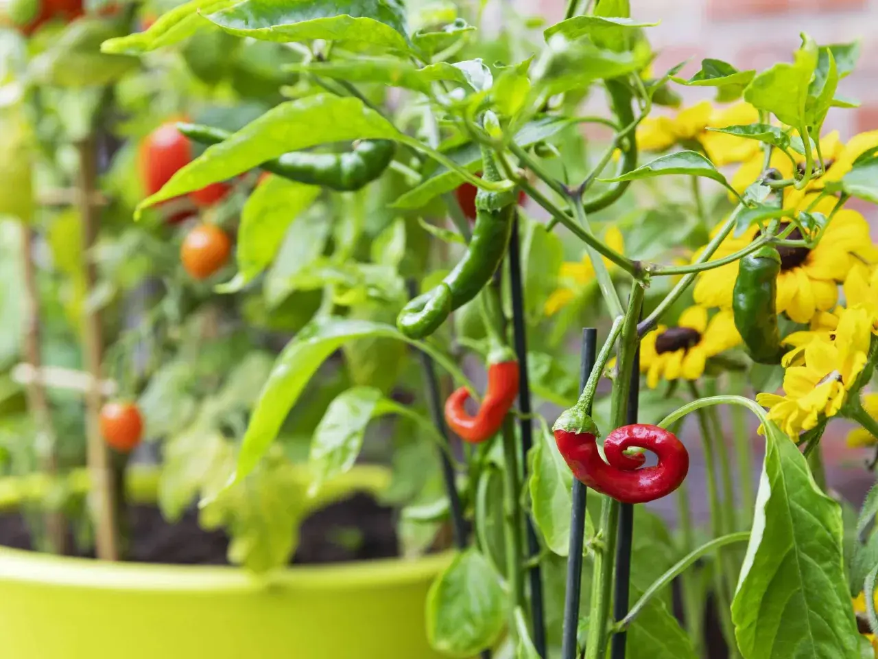 Rote und grüne Chilis reifen neben gelben Blumen. Sie sind gute Nachbarn im Kräutertopf.