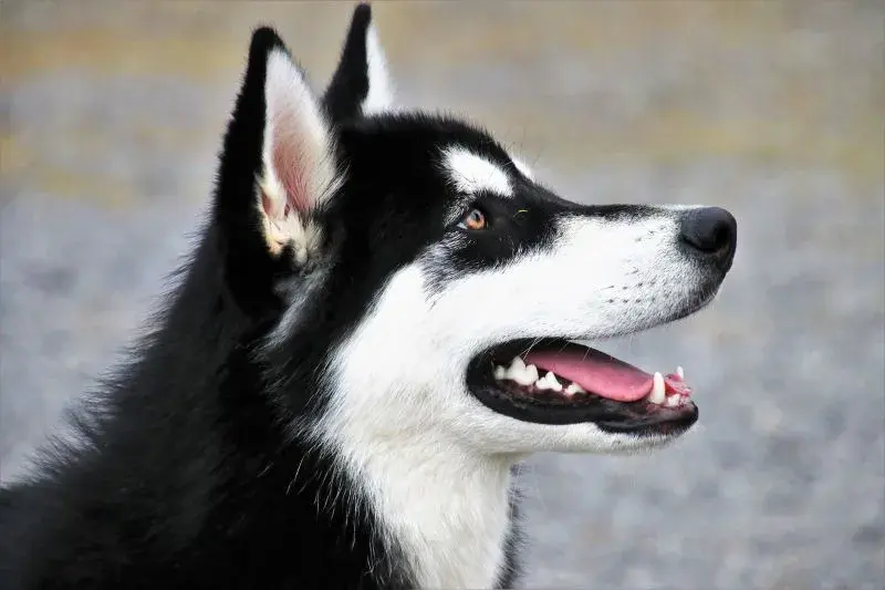 Jaka karma dla husky? Odkryj, co zapewni zdrowie i energię