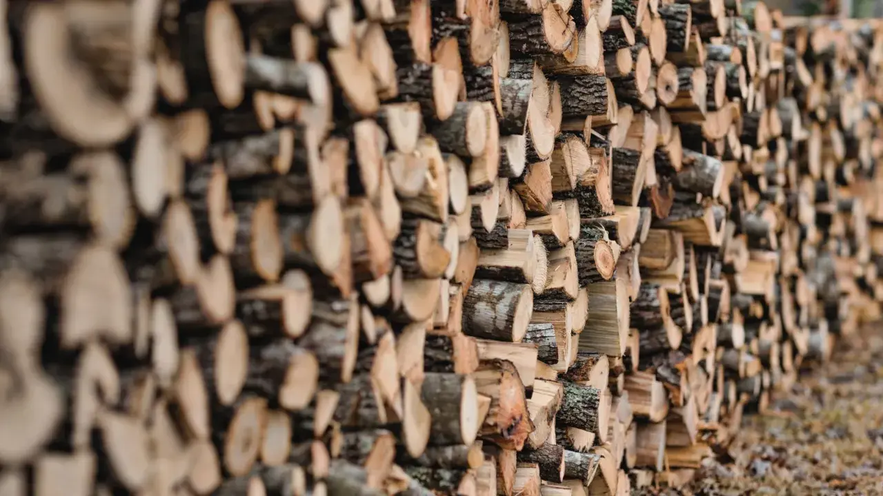 Un mur de bois de hêtre coupé, prêt pour le chauffage d'hiver. Les bûches sont empilées en rangées serrées, révélant leurs cernes et leur écorce rugueuse.