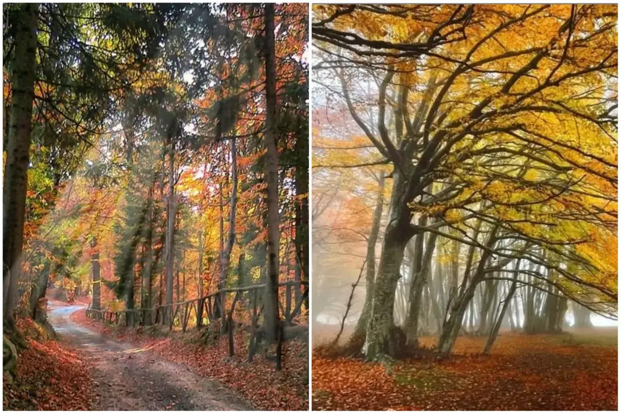 Sentiero nel bosco autunnale con foliage canfaito, foglie dorate e rossastre coprono il terreno.