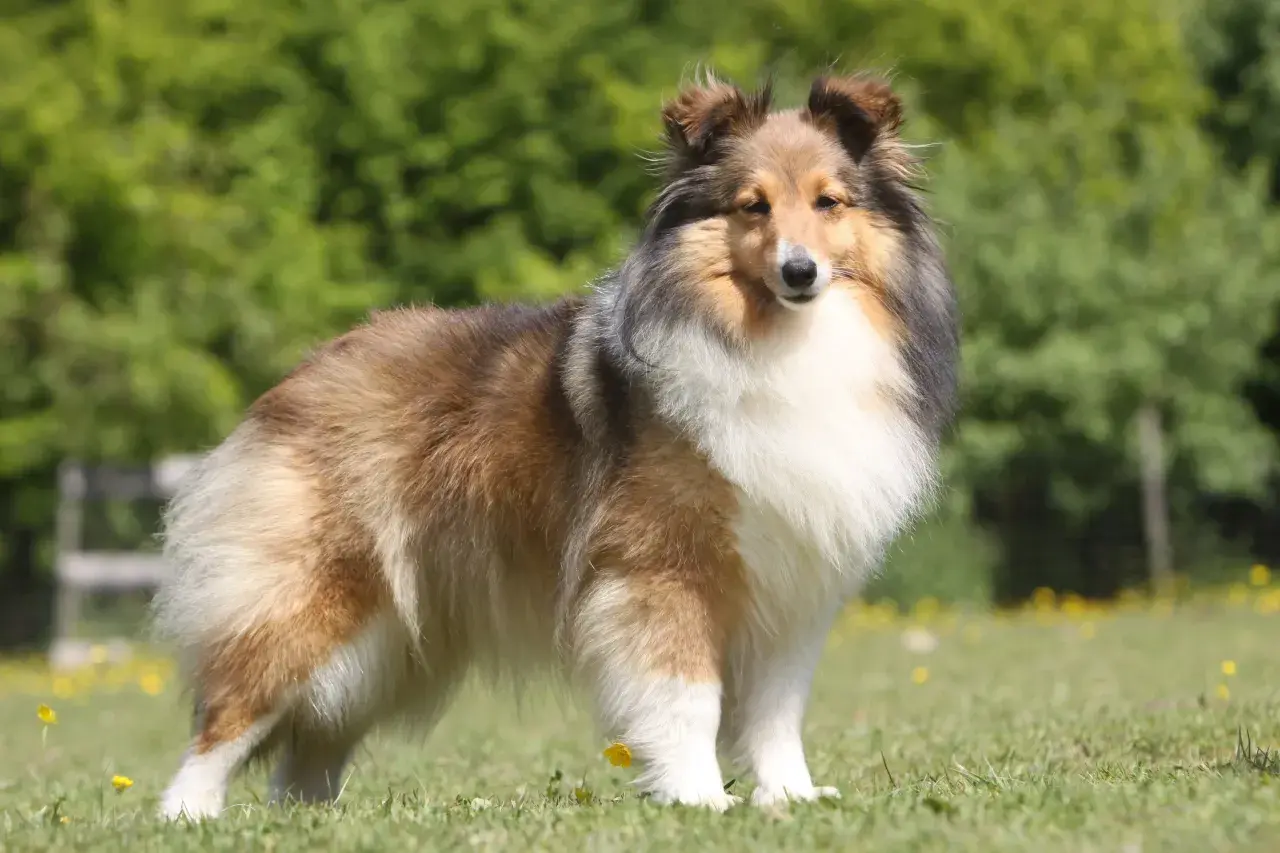Ein wunderschöner Aussie Sheltie Mix steht stolz auf einer grünen Wiese mit gelben Blumen. Sein Fell ist lang und buschig, in Braun-, Schwarz- und Weißtönen.