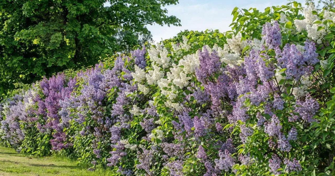 En häck av lila och vita syrener blommar frodigt. Rotskott syren sprider sig och skapar en vacker, doftande mur.