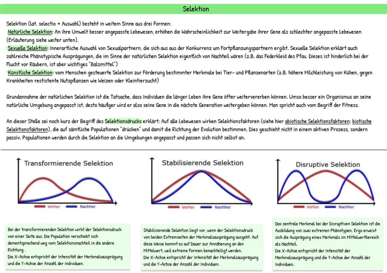 Grafiken illustrieren die Charles Darwin Evolutionstheorie: transformierende, stabilisierende und disruptive Selektion, die die Anpassung von Lebewesen beeinflussen.