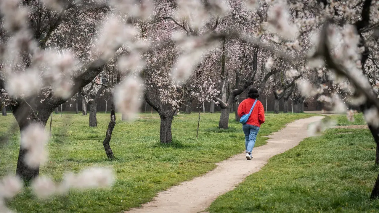 Persona camina por un sendero entre almendros en flor, disfrutando del polen en España.