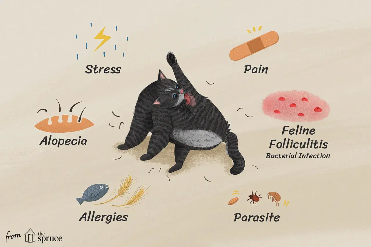 Illustration showing a cat grooming itself, surrounded by icons representing stress, pain, alopecia, allergies, feline folliculitis, and parasites, all potential reasons why is my cat losing hair.