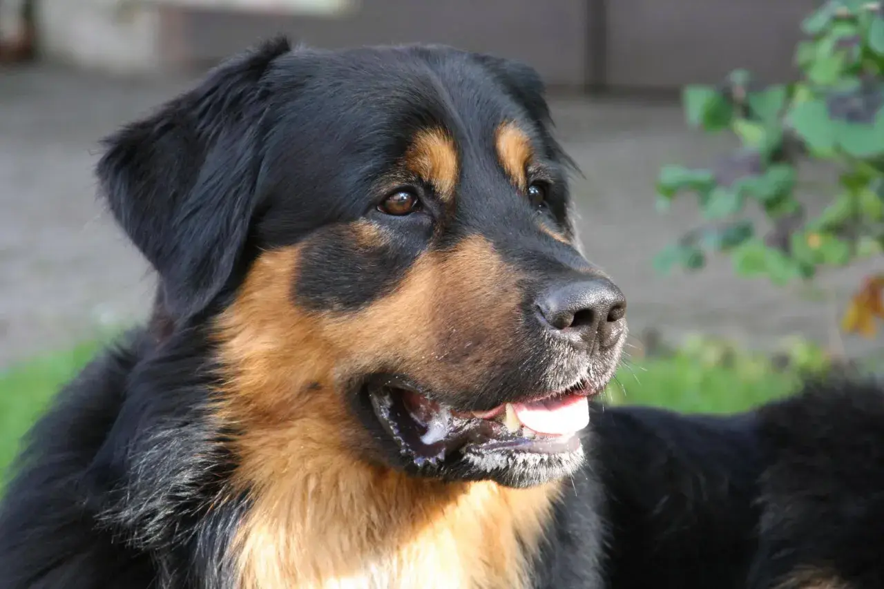 Ein freundlicher Australian Shepherd Berner Sennenhund Mix mit braunen Augen und einem breiten Lächeln im Freien.