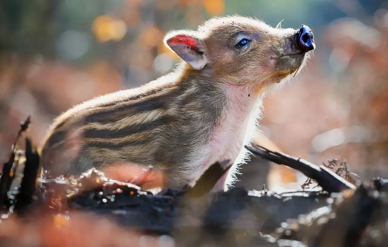 Un adorable marcassin rayé, prêt à adopter, lève son museau vers le ciel.