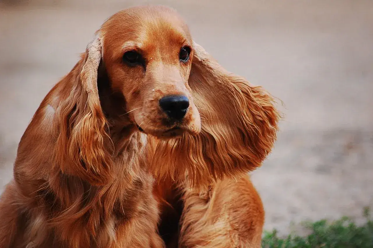 Uroczy cocker spaniel o rudym futrze, z długimi, falującymi uszami, patrzy z zaciekawieniem.