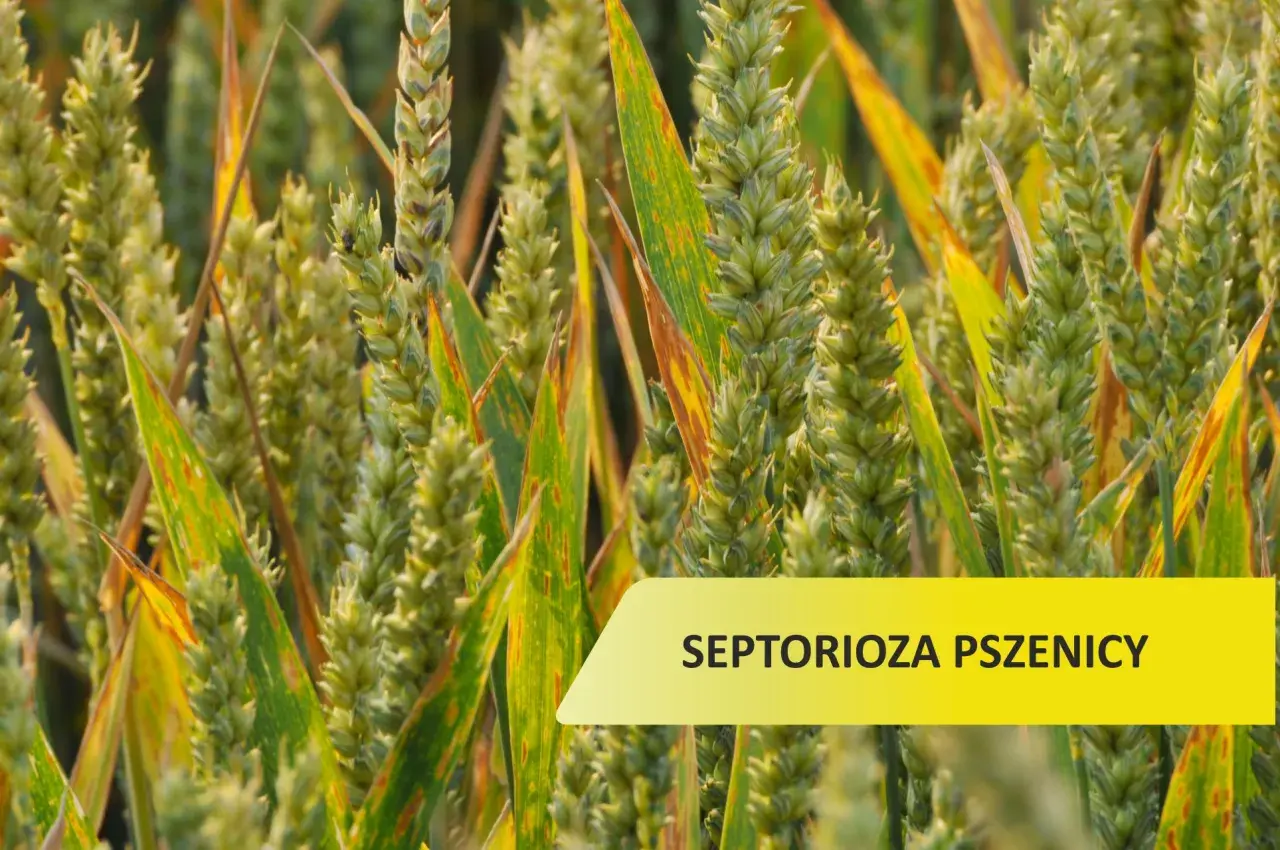 Zboże z widocznymi plamami na liściach, oznaka septoriozy pszenicy.