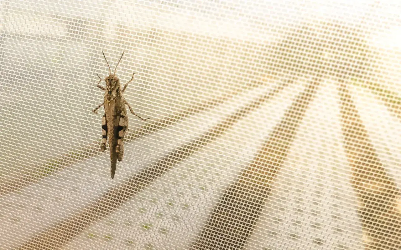 Locusta mimetica su zanzariera, un esempio di nuovi insetti arrivati in Italia.
