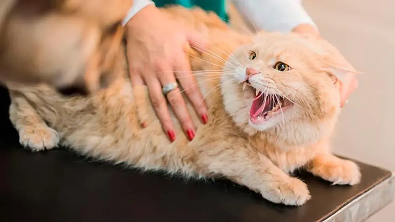 Gato naranja con la boca abierta y dientes afilados, mostrando signos de rabia en gatos. Una mano acaricia su lomo.