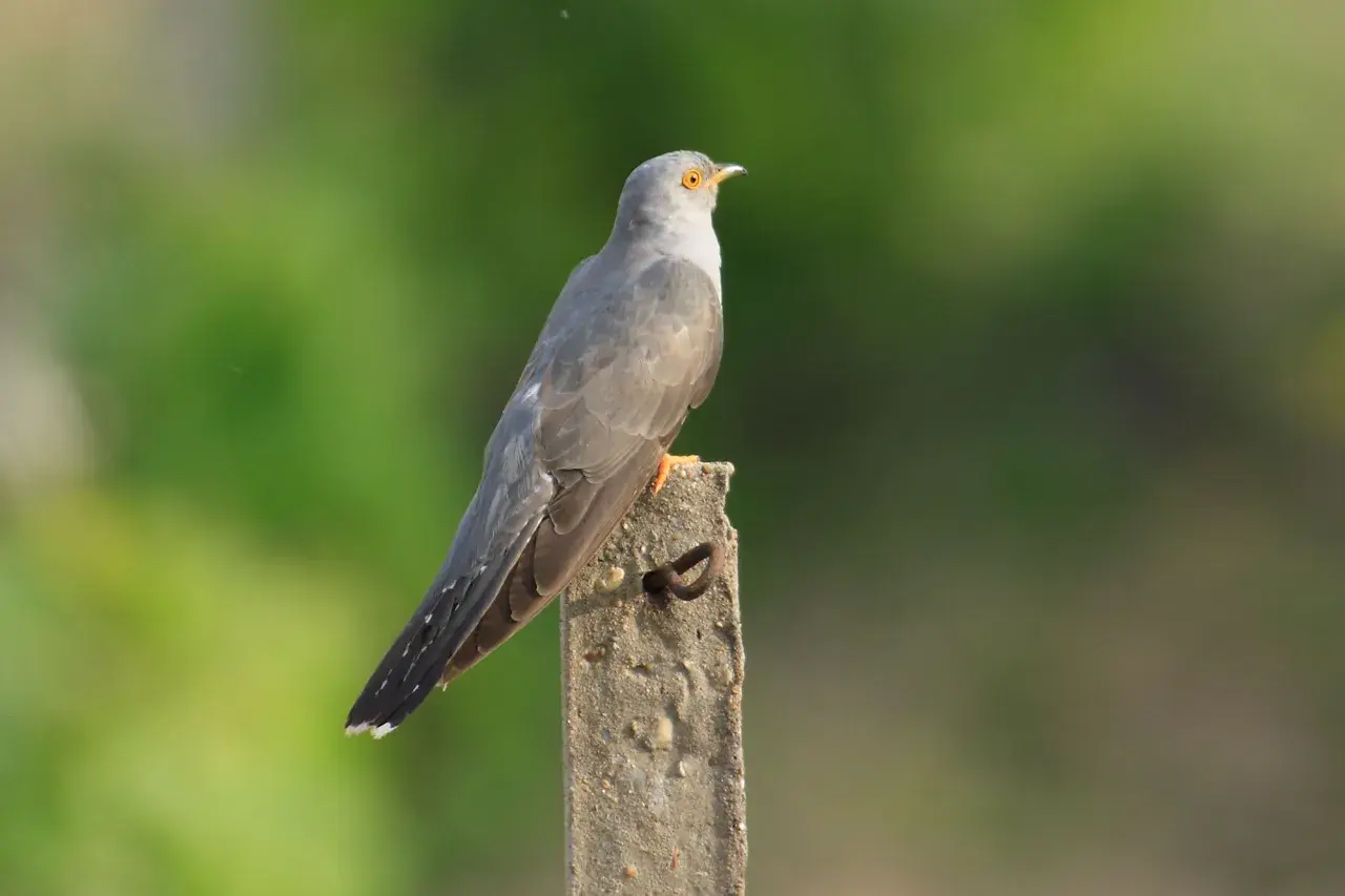 Grauer Vogel mit orangefarbenen Füßen sitzt auf einem Pfosten. Man hört seinen kuckuck ruf.
