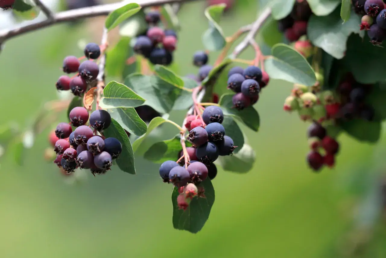 Reife Felsenbirnen hängen an Zweigen. Die Beeren sind dunkelblau bis violett und bereit zur Ernte, was eine gute Grundlage für die Felsenbirne vermehren bietet.