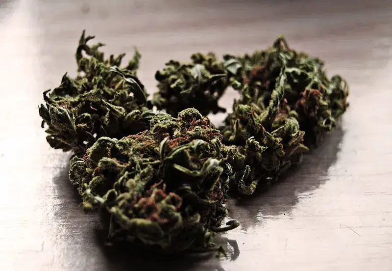 Medyczna marihuana w Polsce: Stężenie THC ile to naprawdę znaczy?