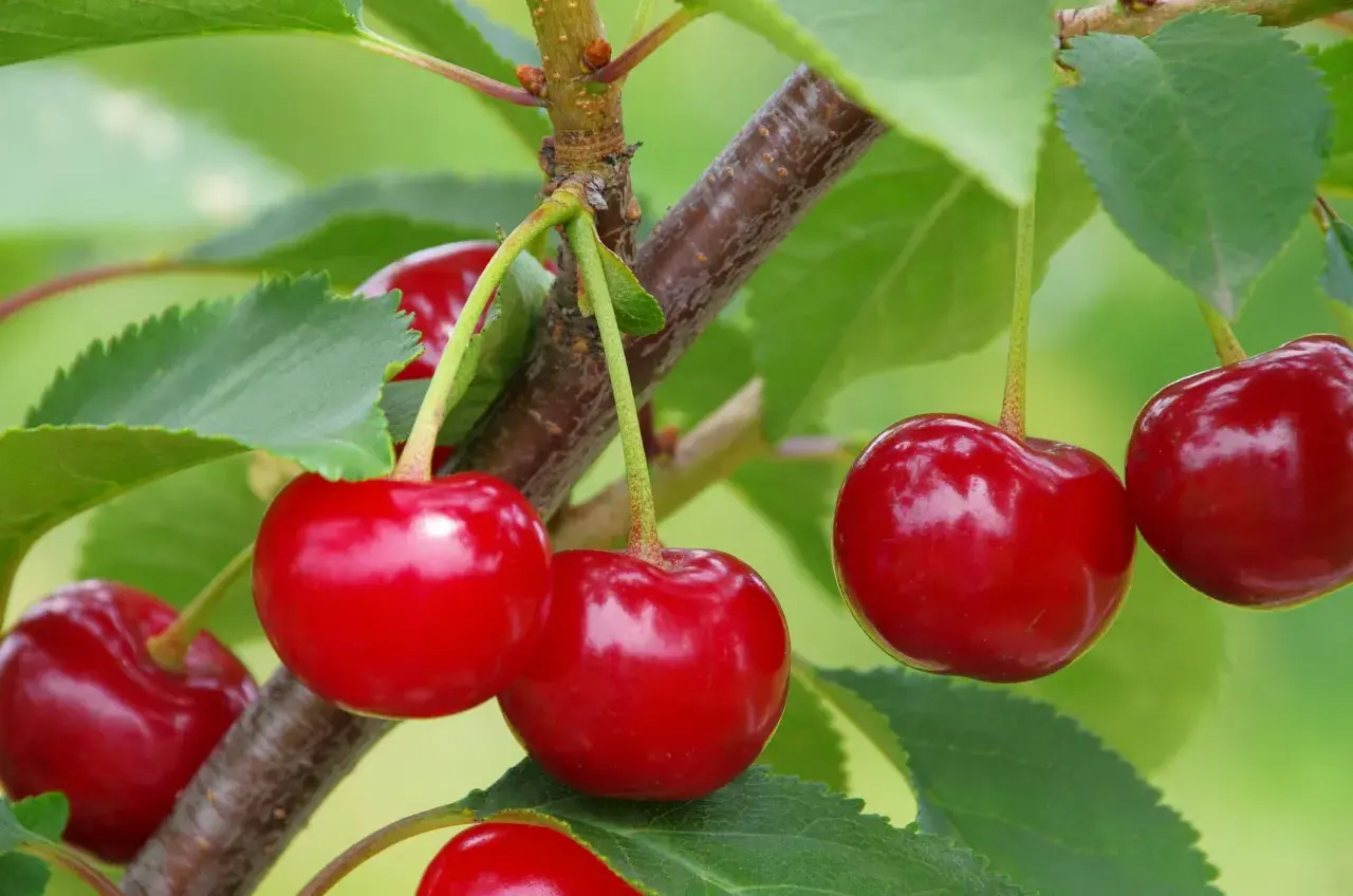 Saftige, gelb-rote Kirschen reifen am Ast, umgeben von grünen Blättern.