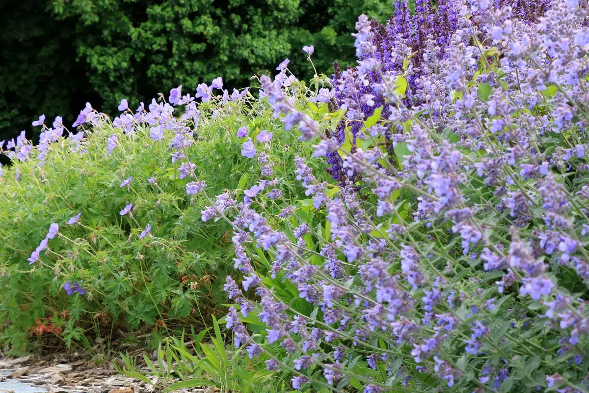 Un parterre de fleurs bleues et violettes, avec un magnifique **géranium vivace** au premier plan, sous un feuillage vert dense.